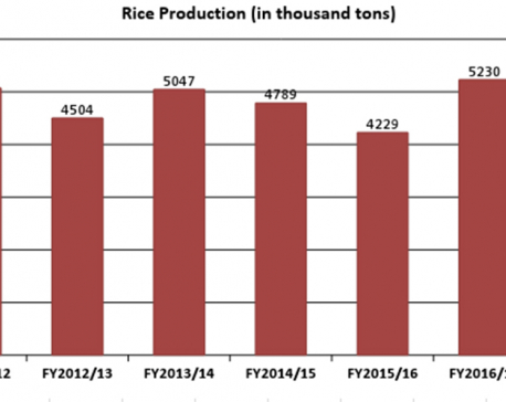 Paddy production projected to drop to 5.15 million tons