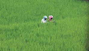 87 percent paddy plantation over, seven percent less than last year