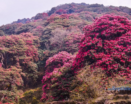 IN PICS: Rhododendron forest remains silent amid COVID-19 lockdown in Panchthar
