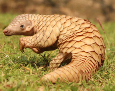 Co-existence: People and Pangolin