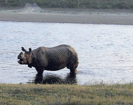 Rhino found dead in Chitwan