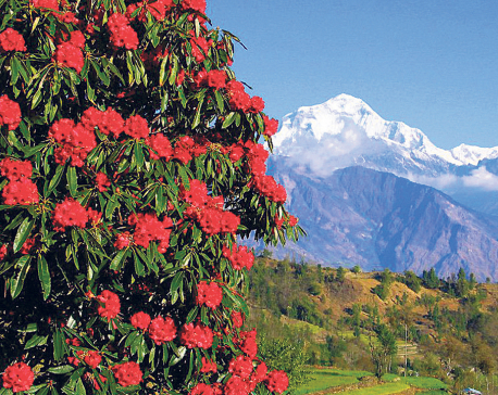 Local authorities make it illegal to pluck rhododendron in Poon Hill area