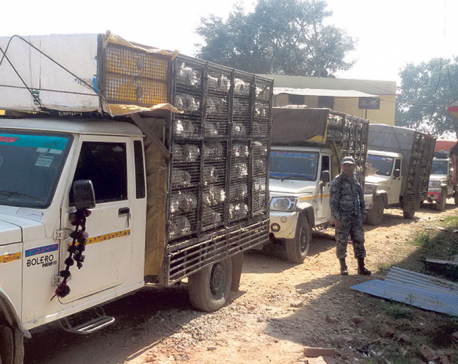 Smuggling of Indian chicken rife in Siraha