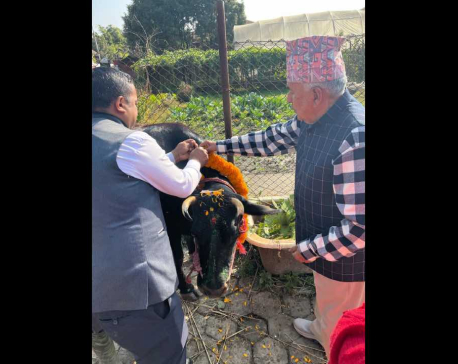 President Paudel offers worship to cow