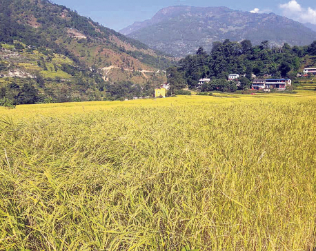 Paddy production increases by 70,000 metric tons