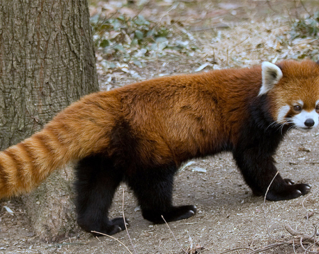 Rs 6.8 m allocated for red panda conservation in 2018
