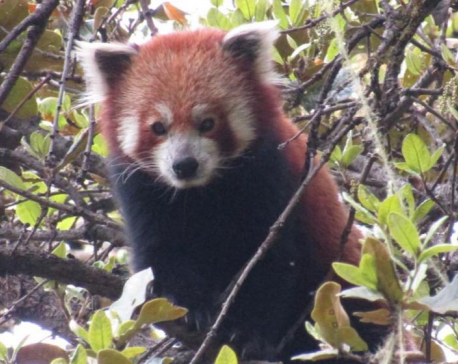 Dogs, cats vaccinated against rabies to conserve Red Panda