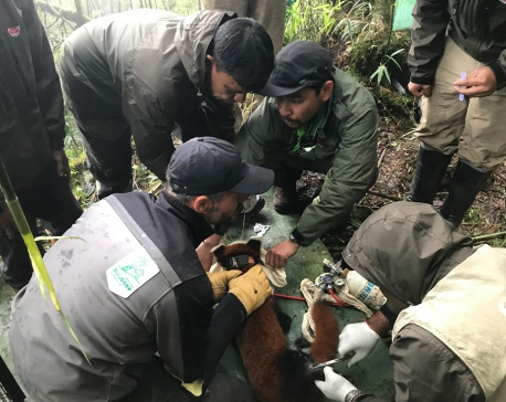 GPS collaring to protect red panda