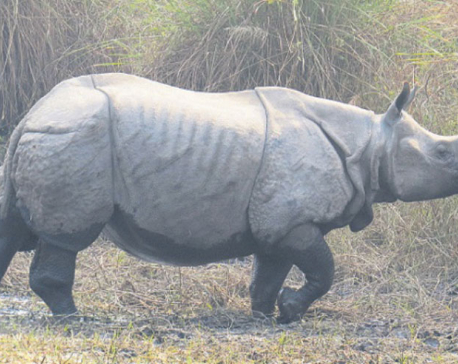 Rhino rescued from septic tank