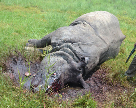 22 rhinos die in Chitwan National Park in past nine months