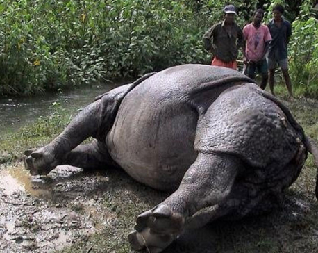 Male rhino dies in Chitwan National Park