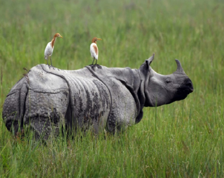 Rhino horn found inside Chitwan National Park
