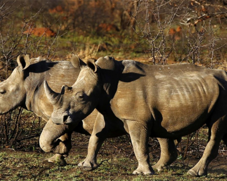 South Africa slowly turning tide against rhino poaching, says minister