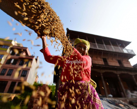 PHOTOS: Reaping rice