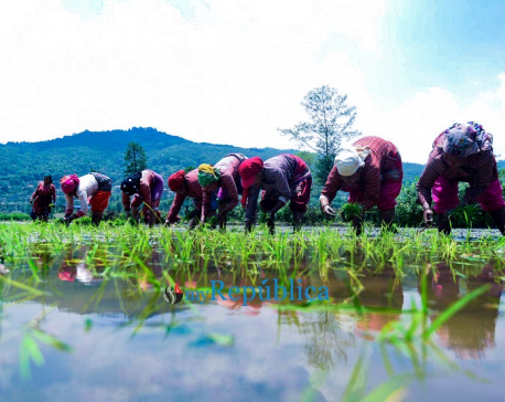 An encouraging 92 percent of paddy acreage planted by mid monsoon season