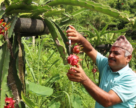 Youth of Sindhuli into commercial dragon fruit farming