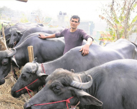 A buffalo farmer in Bhaisepati