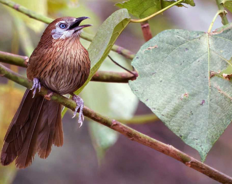 Only Endemic Bird of Nation Calls for Conservation Action