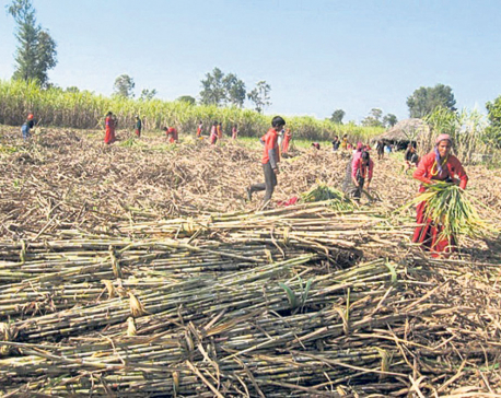 Farmers at receiving end as govt drags feet on sugarcane price