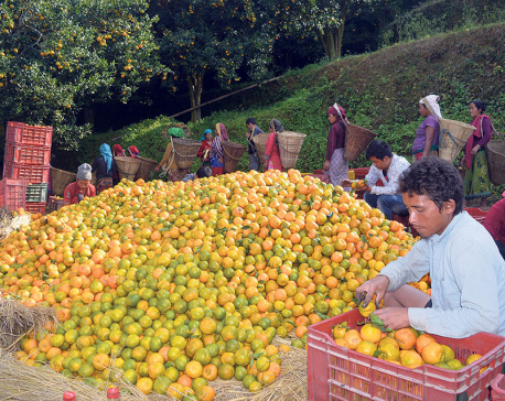 Oranges worth Rs 290 million produced in Tanahun