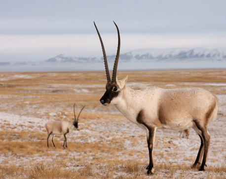 Five men get 10 years for smuggling of Tibetan Antelope