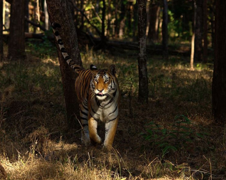 India's endangered tiger population tops 3,600
