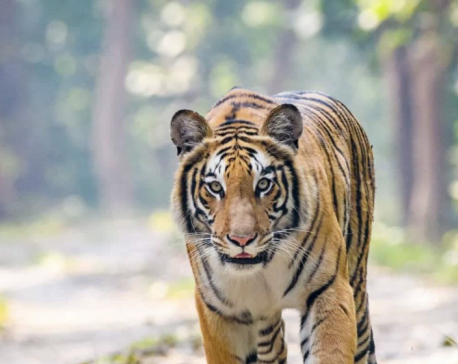 Tiger mauls woman to death in Bardiya