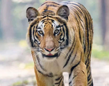 Tiger kills a woman in Bardiya