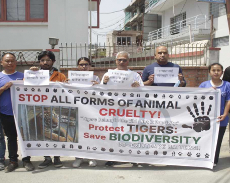 Animal lovers stage protest in front of WWF office over death of three tigers kept in a cage at PNP (In Pictures)