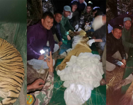 Tiger taken under control from Makwanpur brought to Chitwan