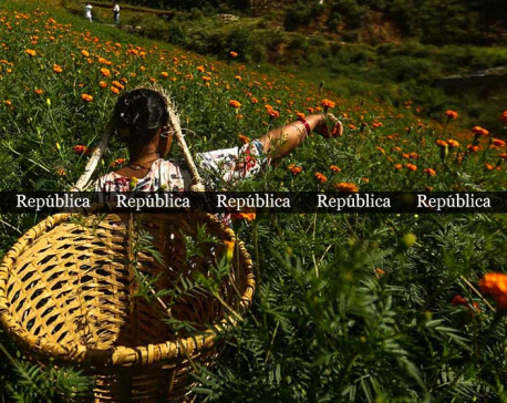 PHOTOS: Farmers picking marigold flowers for Tihar