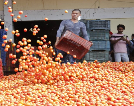 Farmers fail to sell tomatoes for Rs 10 per kg in Kathmandu while consumers are forced to pay Rs 70 in Pokhara