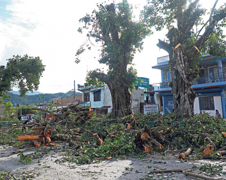 Interim order to stop chopping trees