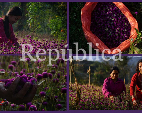 In Pictures: Farmers busy picking makhamali flowers for Tihar