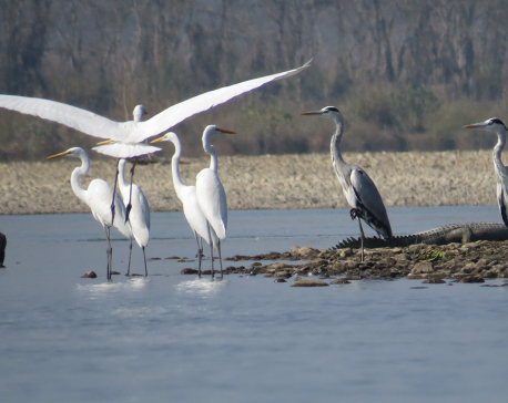 Water birds census begins in Shuklaphanta National Park