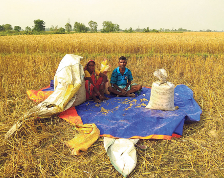 Parsa wheat farmers facing huge losses