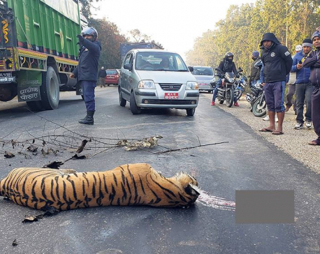 Speeding vehicles kill 358 wild animals in Banke National Park