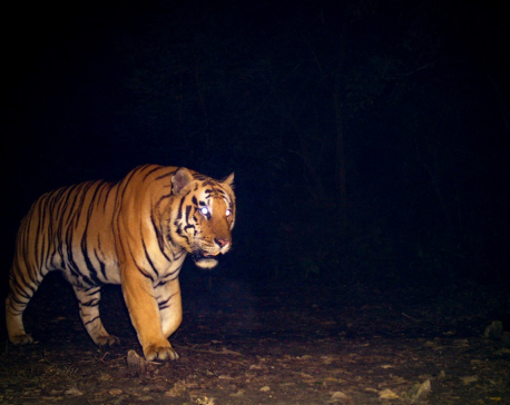 An elderly man goes missing after tiger attack in Chitwan