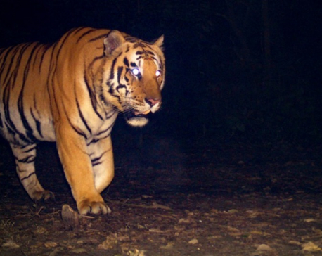 Tiger mauls a woman to death