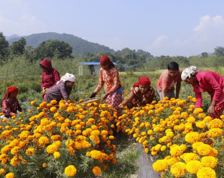IN PICS: Marigold blooms for Tihar in Tanahu
