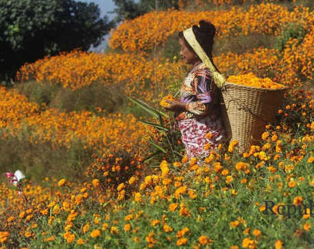IN PICS: Farmers busy picking marigold as Tihar festival begins