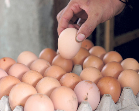 Egg price down to Rs 12 a unit