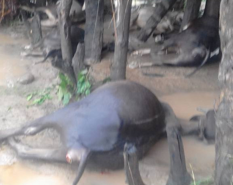 24 domesticated animals killed, 35 houses damaged as flood hit village