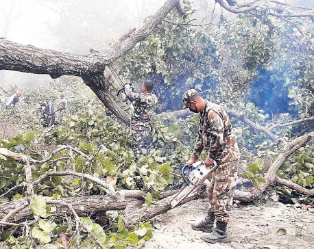 Army begins removing trees from the right-of-way