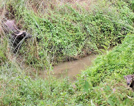 Another wild water buffalo gives birth to a baby calf in CNP
