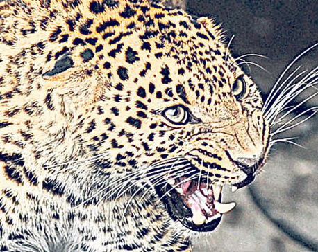 Two arrested from Dadeldhura with leopard bones