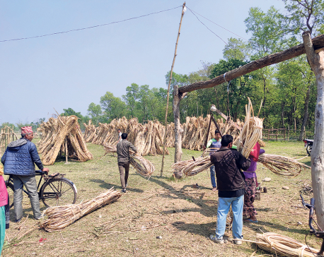 Bamboo becomes source of income for locals of Tikapur