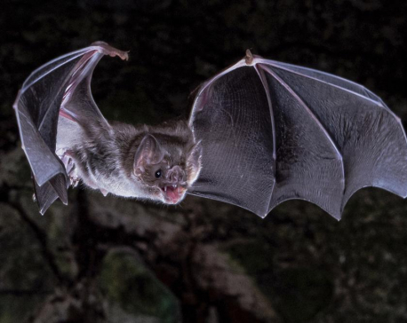 Scientists figure out how vampire bats got a taste for blood