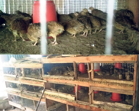 Dhading farmers turn to quail farming