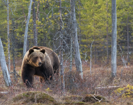 Man-killing bear killed